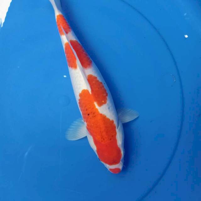 Kohaku