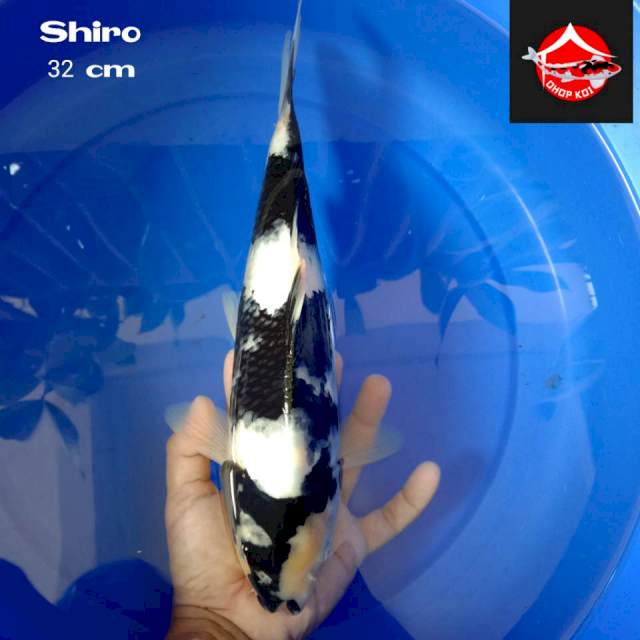 Shiro 32 cm