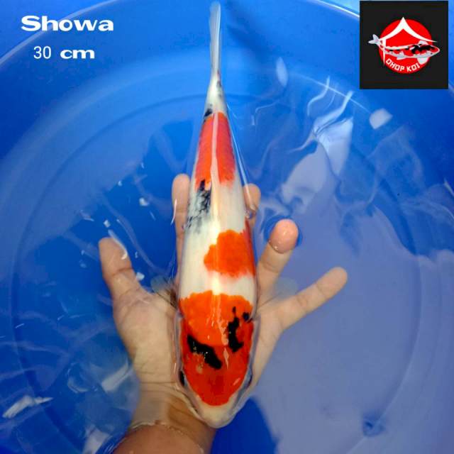 Showa 30 cm