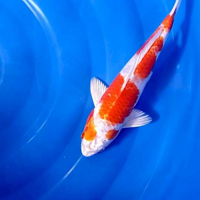 Ki Kushui Red Blood