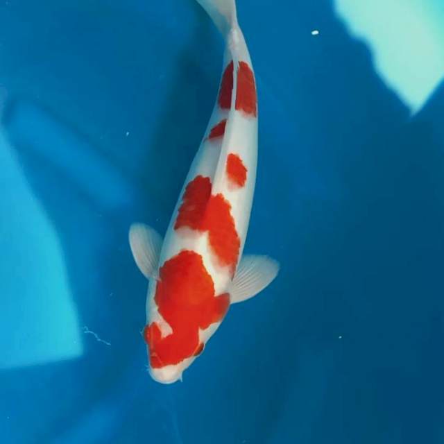 Kohaku