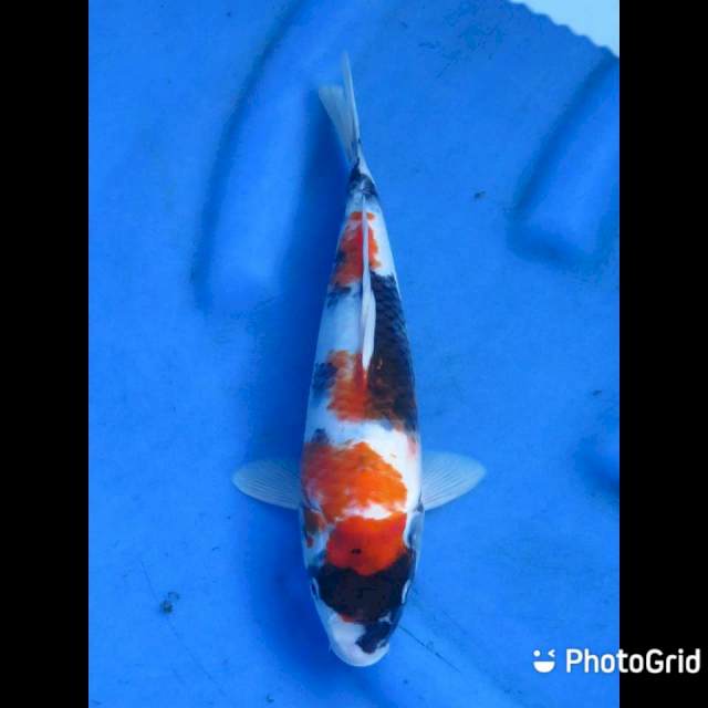 Showa Tategoi - 28cm Male 