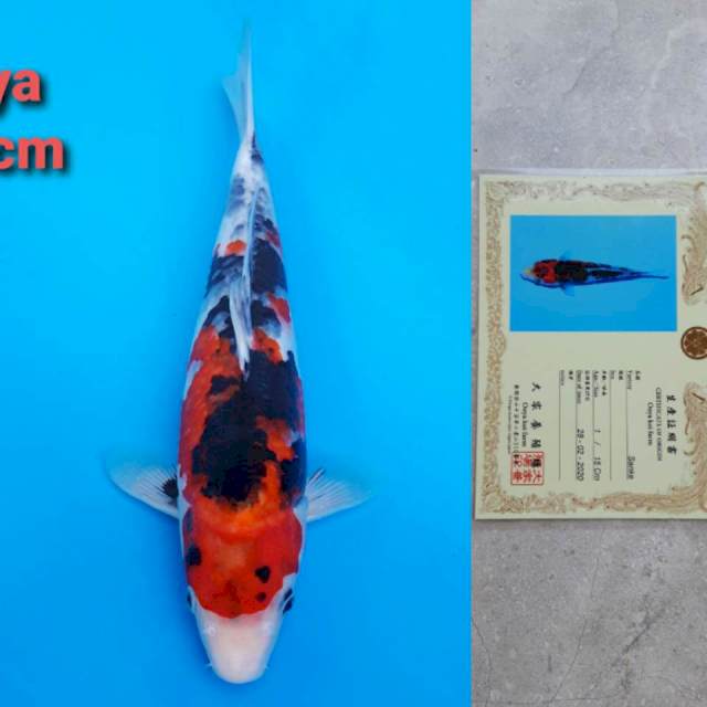 Ooya Sanke Red 35cm Certi