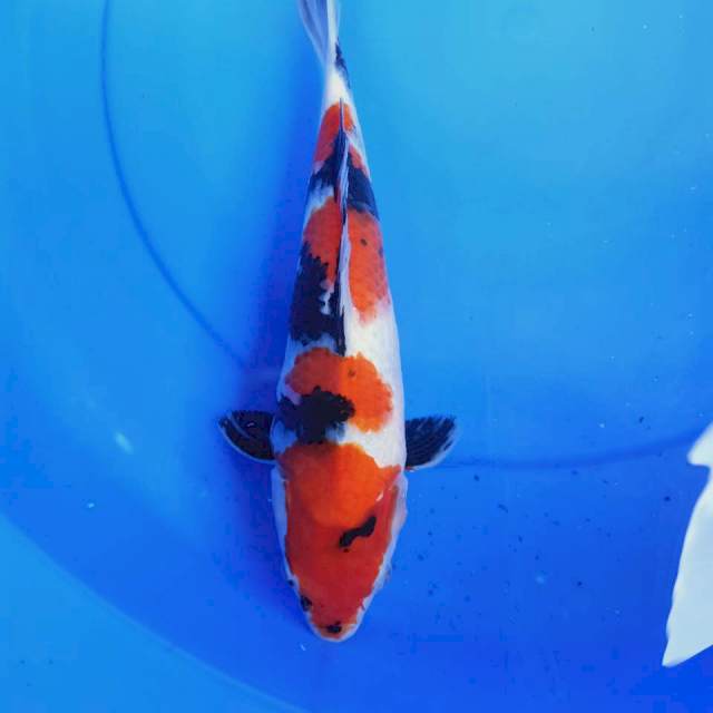 showa sanshoku