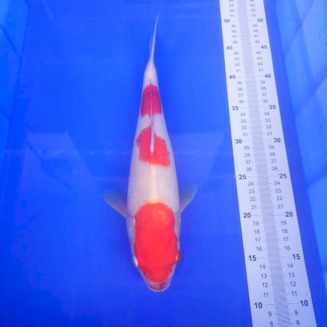 Kohaku 36cm