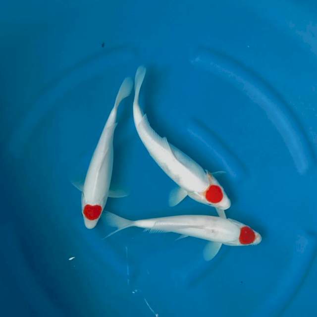 Tancho kohaku