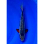 Show Quality Asagi Jaring Rapi Hana Seimbang 26cm (F)