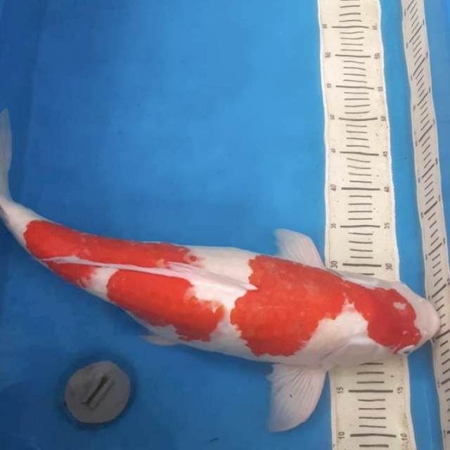 Kohaku 65bu body asymetri ( gendung telur)
