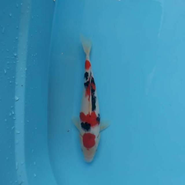 Sanke female 27cm