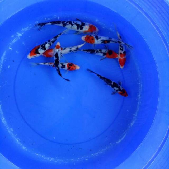 Mix koi 15-20 cm