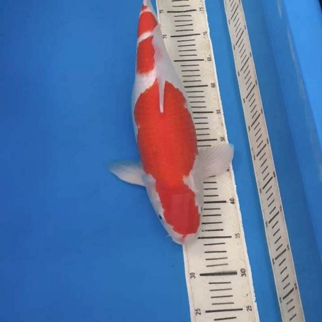Kohaku 50bu ??