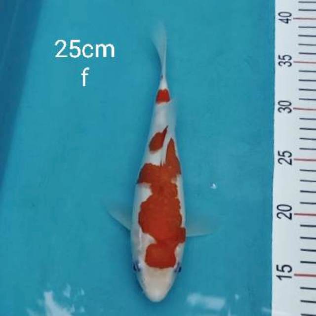 Kohaku original 25cm