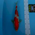 Kohaku merah seteong, 32cm