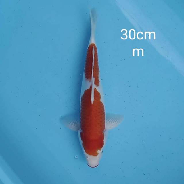 Kohaku 30cm