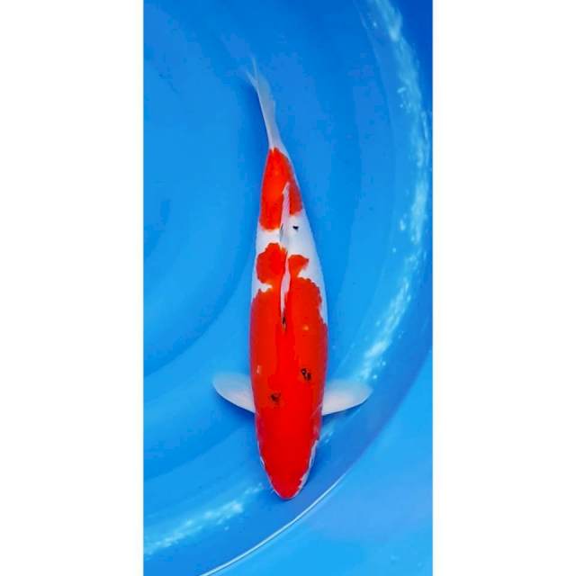 Red Strong Sanke 40cm (F)
