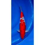 Red Strong Sanke 40cm (F)