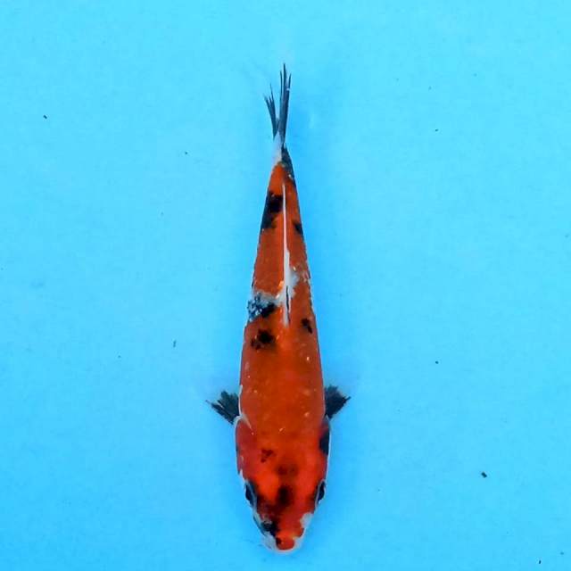 Kin Showa 19cm