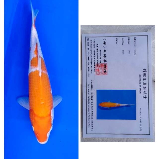 Kohaku Import Serti Maruhiro