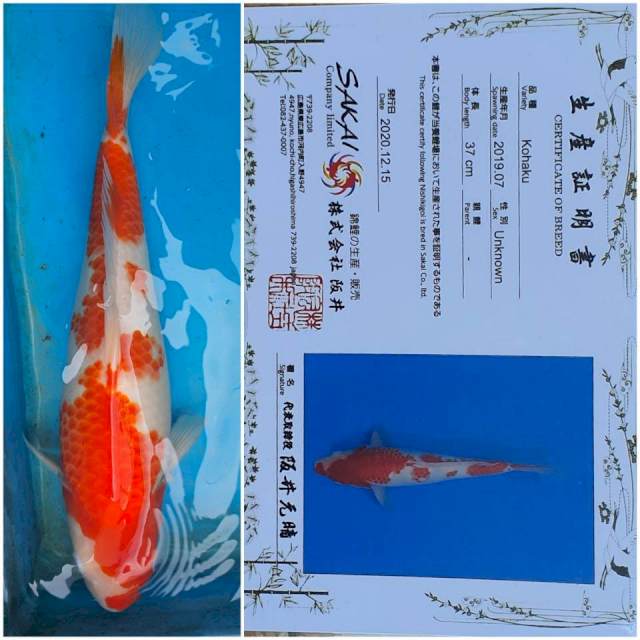 Kohaku Sakai import 44Cm