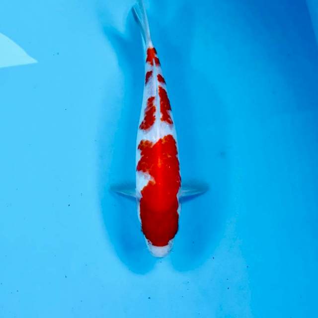 Kohaku, 24 cm