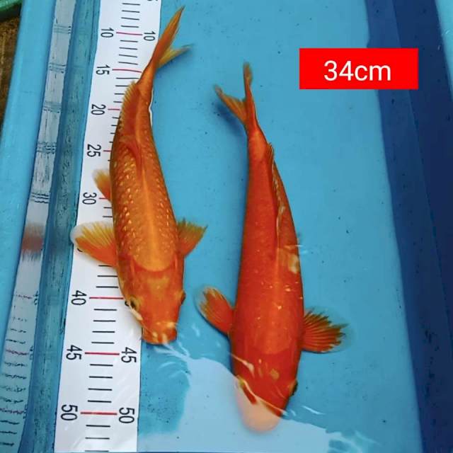 Benigoi 2 ekor 34cm