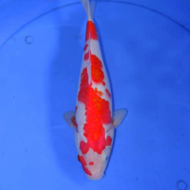 KAWASHIMA KOHAKU 30cm