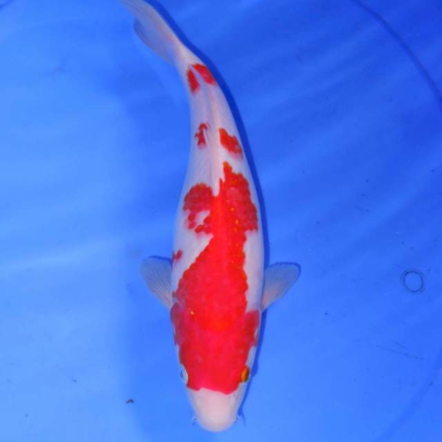 31cm KOHAKU