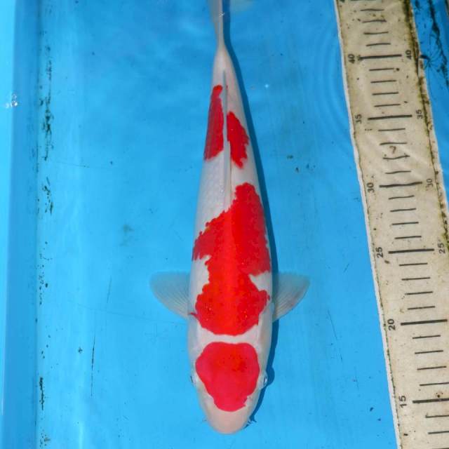 32cm KOHAKU ISTIMIWIR