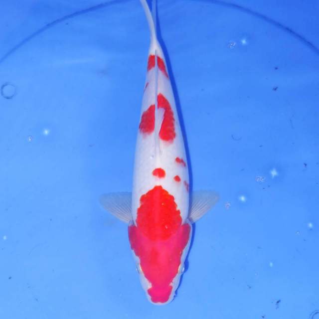 MITTSU KOHAKU