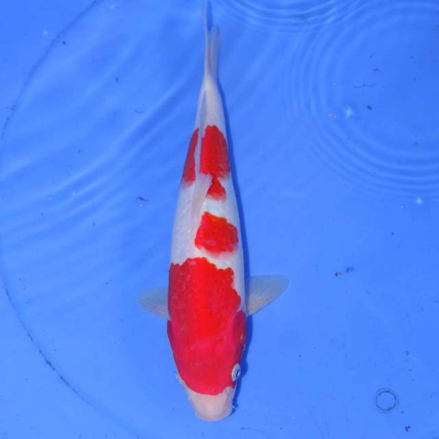 SANJUSHI KOHAKU 30cm