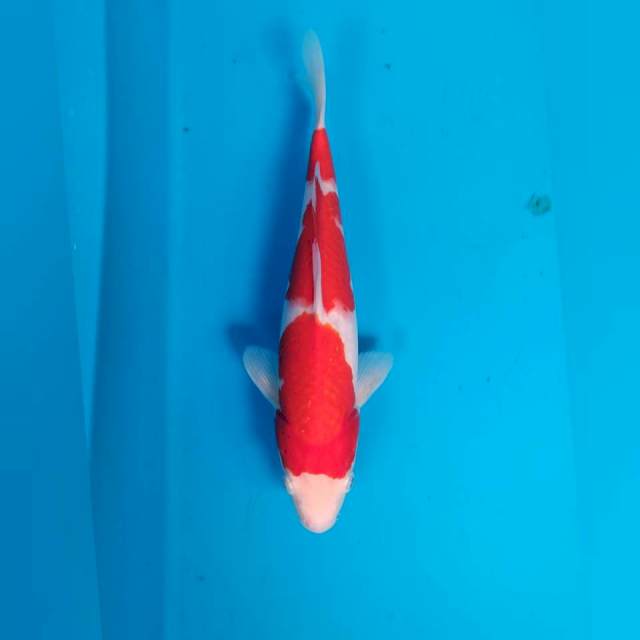 Kohaku _29cm