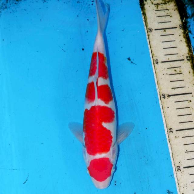 26cm MK KOHAKU