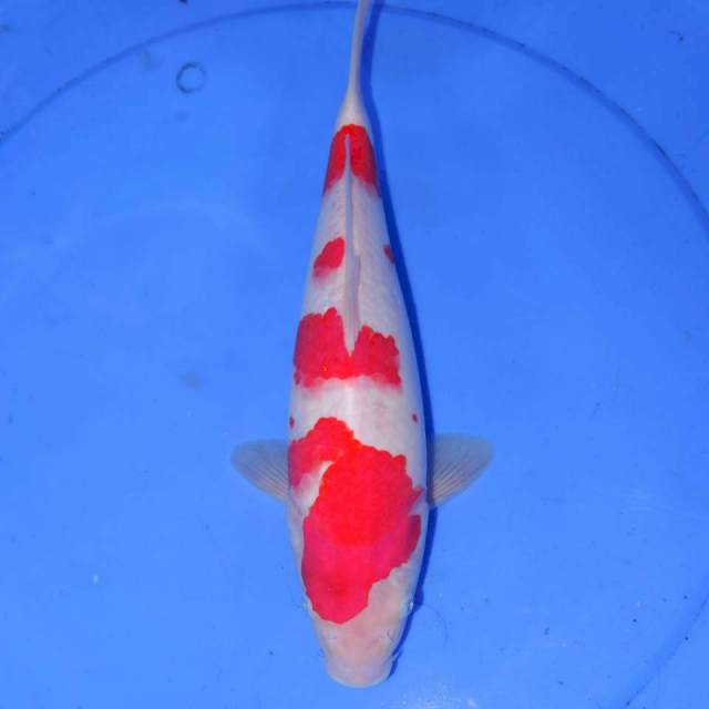 33cm KOHAKU BAGUS