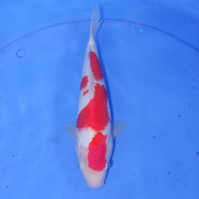 33cm KOUKU KOHAKU