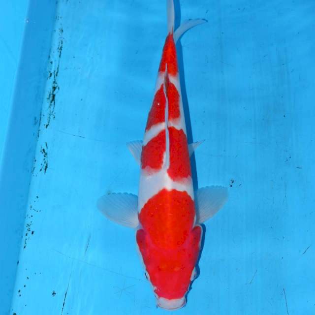 26cm KOHAKU