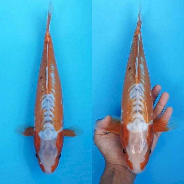 Hi sushui menawan 37cm