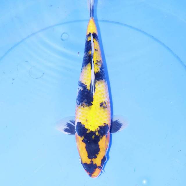 32cm KUNING KI UTSURI