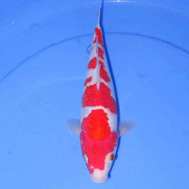 29cm YON KOHAKU