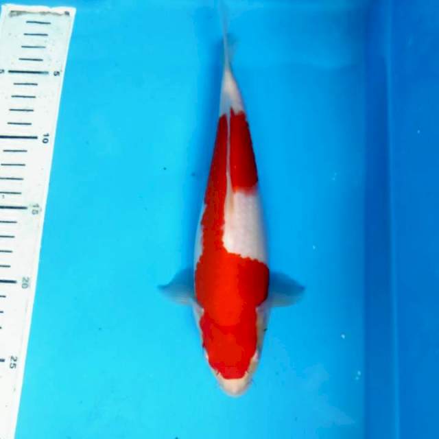 Kohaku, 23cm