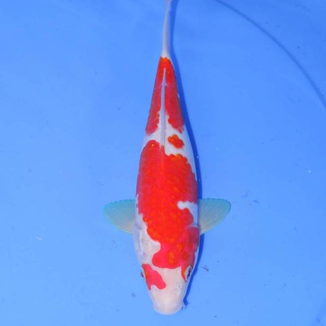 28cm. KOHAKU CALON JUMBO