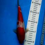 Kohaku, 21cm