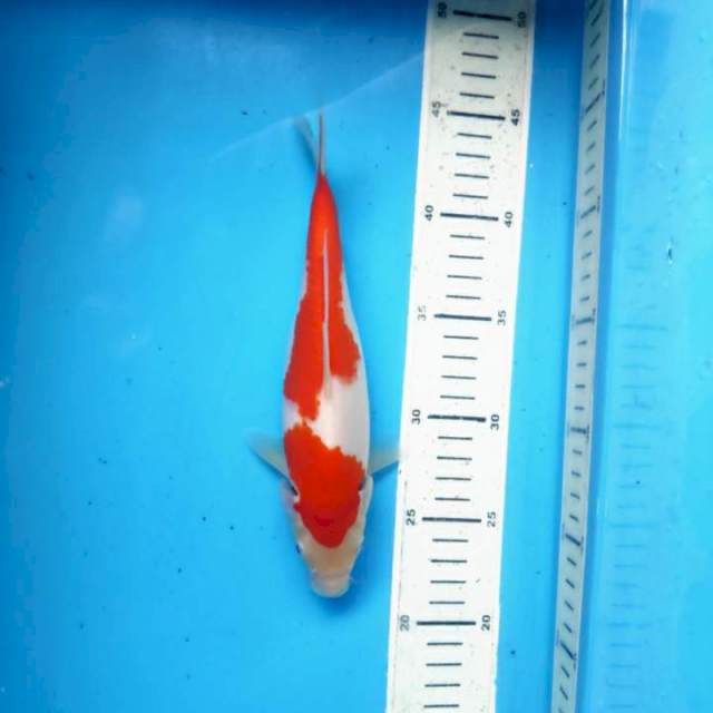 Kohaku, 23cm