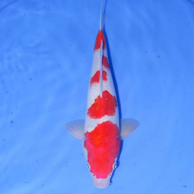 27cm GONDAIME KOHAKU BAGUS