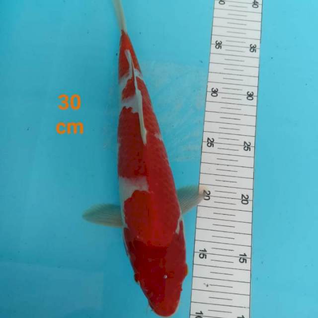 ~ KOHAKU 30cm ~