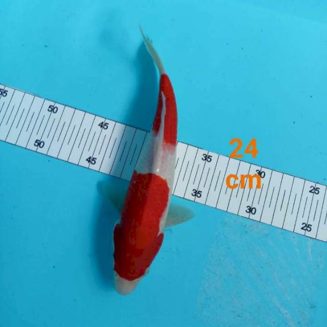 ~ KOHAKU 24cm ~