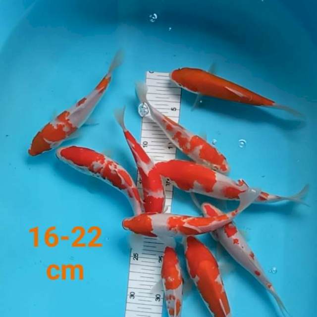 ~ KOHAKU 16-22cm ~