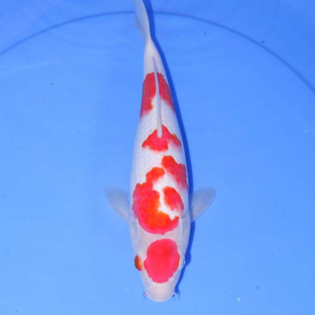 28CM KOHAKU SAKURA BAGUS