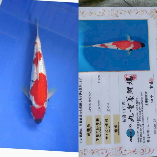 Ginrin Showa 28cm Import Marujyu Calon Juara