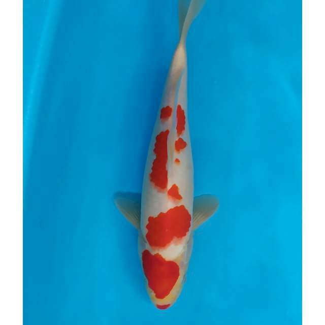 kohaku male merah strong 33 cm