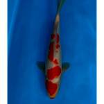 kohaku male merah strong 33 cm